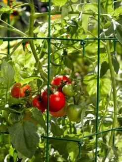 Tomato Cages, Set Of 4 -Garden Supplies Store 34182 588 tif