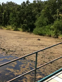 Blast, 2,500 Gallon, 5 Packets -Garden Supplies Store 37425 001v 1