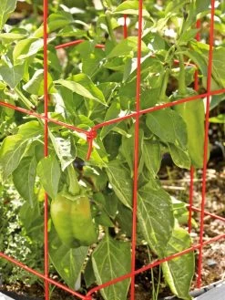 Pepper And Eggplant Cages, Set Of 3 -Garden Supplies Store 37464 567 tif