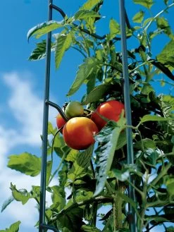 Tomato Ladders, Set Of 3 -Garden Supplies Store 38184 003E tif