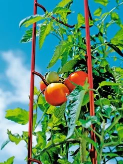 Tomato Ladders, Set Of 3 -Garden Supplies Store 38185 003E tif