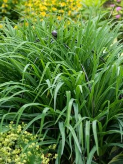 Jardin Bird Cage Support, 26" -Garden Supplies Store 39 521 0073 tif