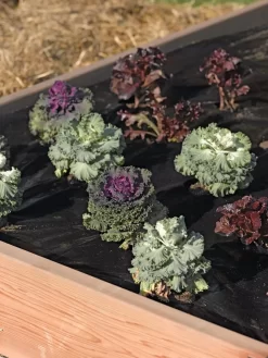 Easy-Plant Weed Block Mulch -Garden Supplies Store 40356 219 tif