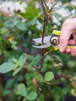 Pocket Pruners -Garden Supplies Store 8586314 027 tif