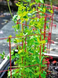 Expandable Pea Trellis -Garden Supplies Store 8587061 100 tif