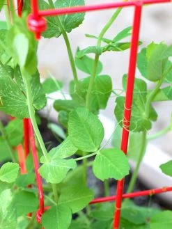 Tall Expandable Pea Trellis -Garden Supplies Store 8587061 101 tif