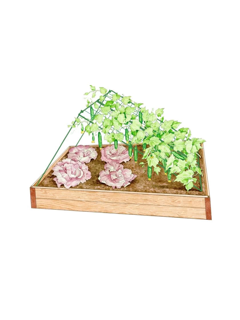 Medium Cucumber Trellis 1 Medium Cucumber Trellis