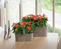 Lechuza® Delta Self-Watering Windowsill Planters -Garden Supplies Store 8590298 04V tif