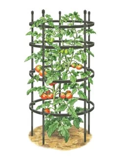 Titan Tomato Cages, Set Of 3 11 Titan Tomato Cages, Set Of 3 -Garden Supplies Store 8599861 0001 art tif