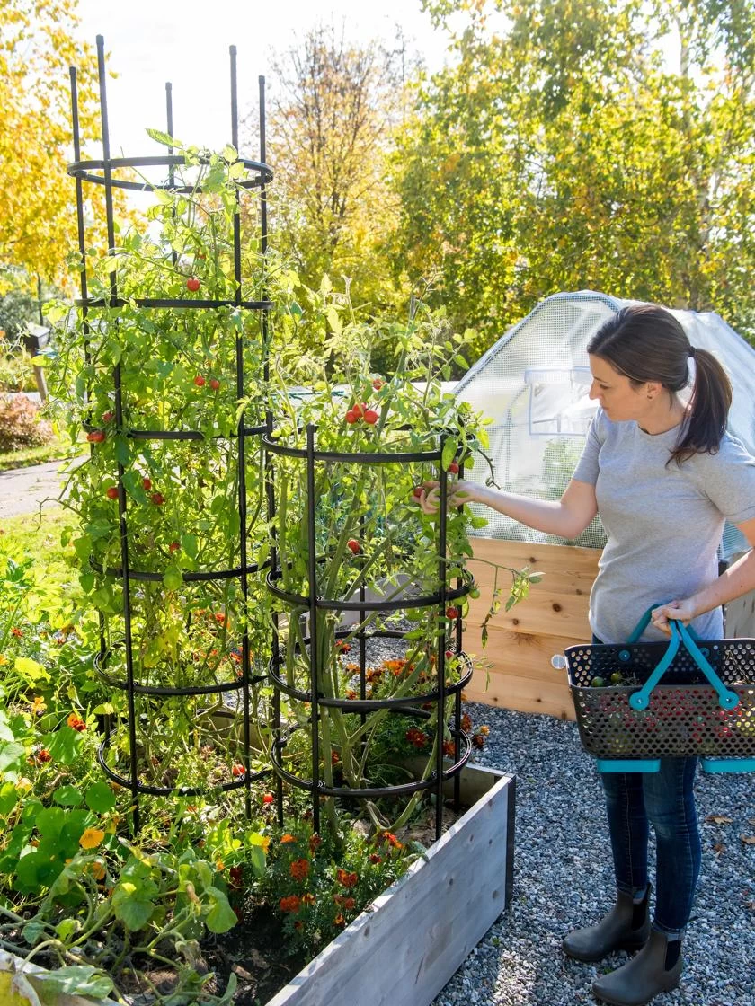 Titan Tomato Cages, Set Of 3 3 Titan Tomato Cages, Set Of 3 - Image 3