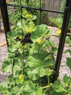 Gardener’s Victory Self-Watering Planter With Vine Trellis -Garden Supplies Store 8600176 6853