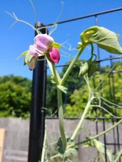 Gardener’s Victory Self-Watering Planter With Vine Trellis -Garden Supplies Store 8600177 6588 tif 1