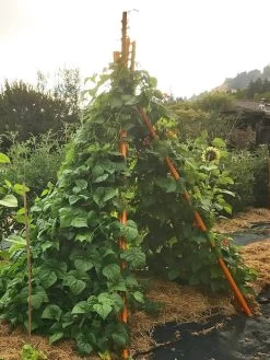 Annabel Tipi Trellis -Garden Supplies Store 8600521 02V tif