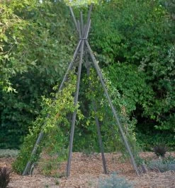 Annabel Tipi Trellis -Garden Supplies Store 8600521 07V jpg