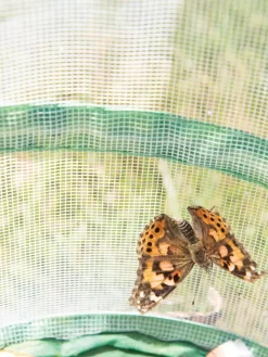 Butterfly Garden® Kit With Voucher -Garden Supplies Store 8609265 6288 tif