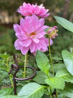 Arden Single Stem Supports, Set Of 2 -Garden Supplies Store 8610375 5703 tif