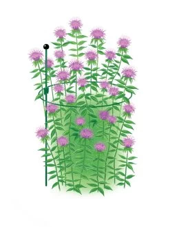 Garden Supplies Store -Garden Supplies Store 8610383 Peacock15x30 tif