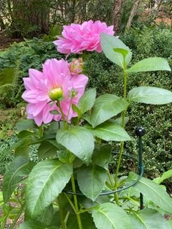 Garden Supplies Store 7 Peacock Classic Plant Support Rings 15", Set Of 2