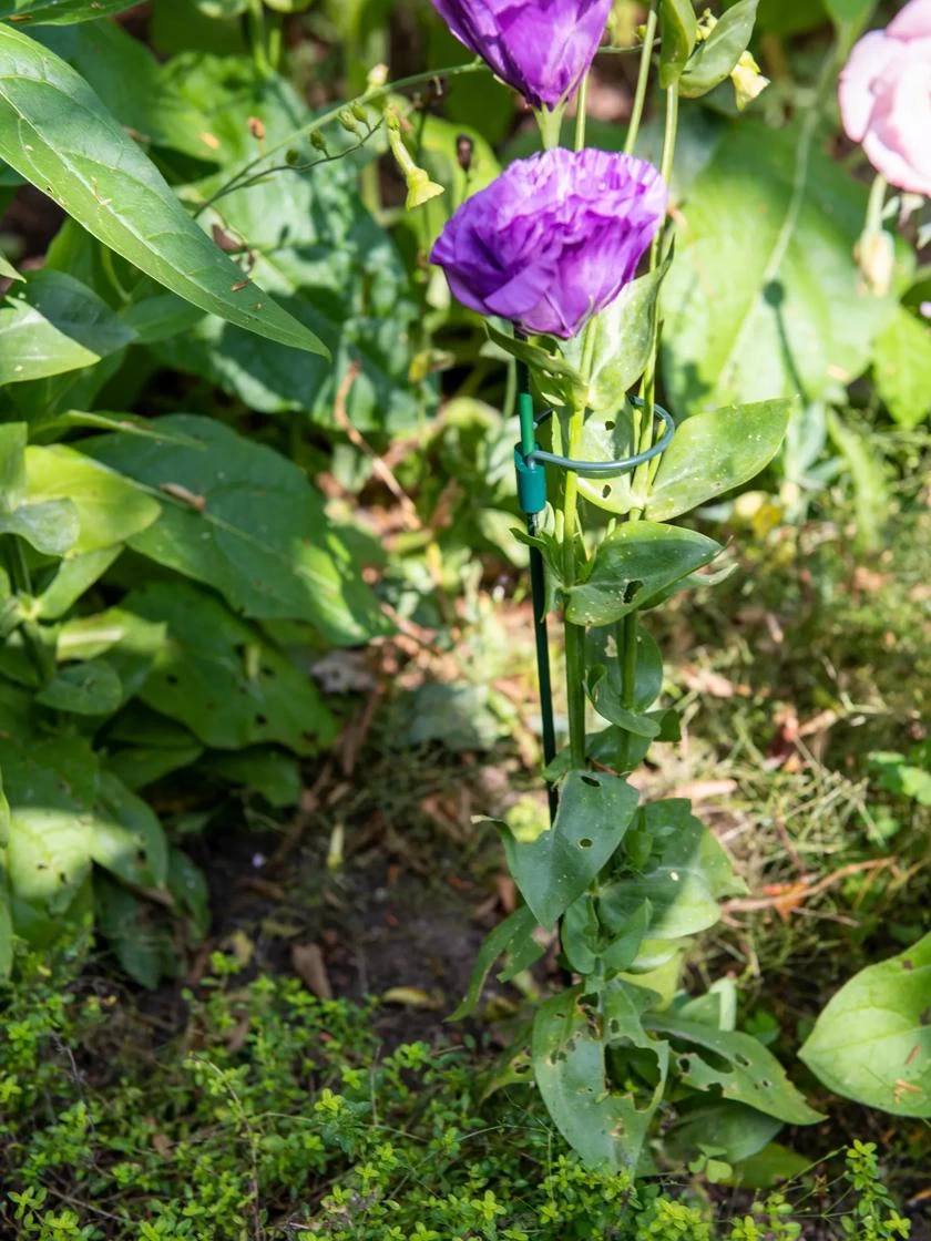 Peacock Mini Plant Support Rings 8", Set Of 2 1 Peacock Mini Plant Support Rings 8", Set Of 2