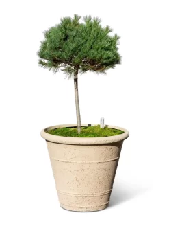 Self-Watering LavaStone® Anson Pot -Garden Supplies Store 8613256 0138