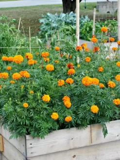 SeedSheets Organic Vegetable Garden, Easy Breezy Caprese, 4' X 8' -Garden Supplies Store 8613295 04V