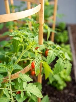 Bamboo Tomato Cages, Set Of 3 -Garden Supplies Store 8613426 6934