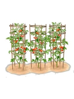 Bamboo Tomato Cages, Set Of 3 -Garden Supplies Store 8613426 art