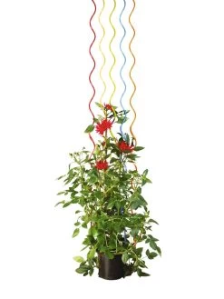 Rainbow Spiral Supports, Set Of 5 -Garden Supplies Store GS36377 03S tif