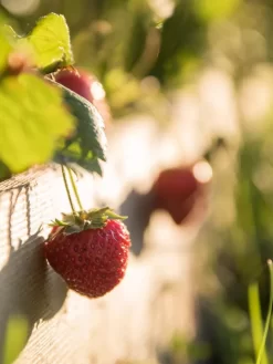 3-Tier Strawberry Bed -Garden Supplies Store Strawberry3 3167 tif