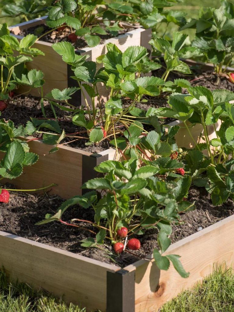 Garden Supplies Store -Garden Supplies Store 8586752 4552 tif 768x1024 1